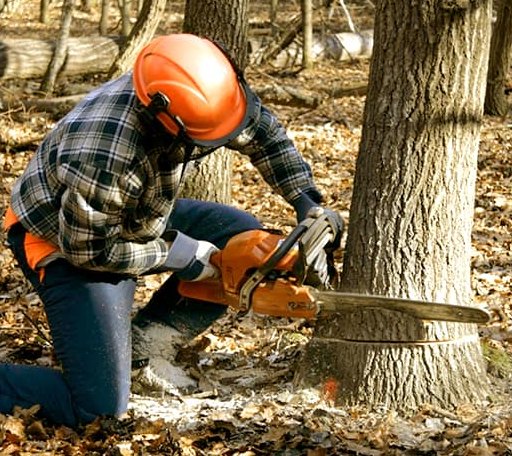 Tree Removal in Palms, MI